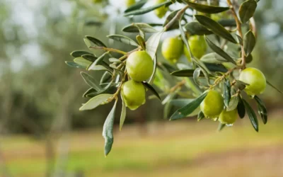 Meelup Grove Olive Oil